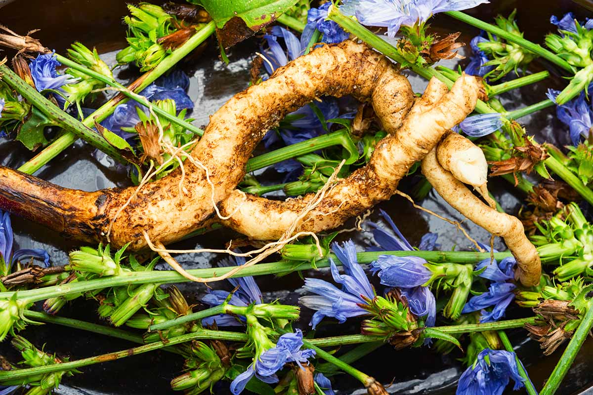 Freshly harvested chicory roots with blue chicory flowers and green stems.
