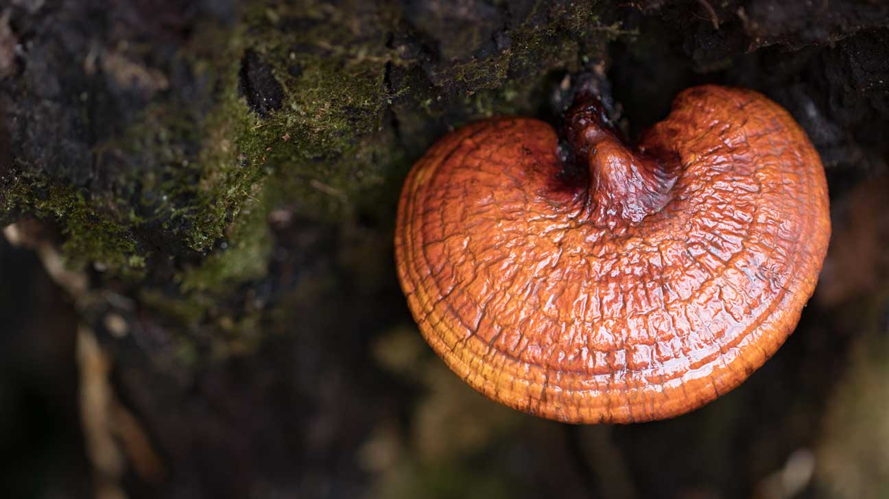 Close-up of a reishi mushroom growing on a mossy tree trunk.