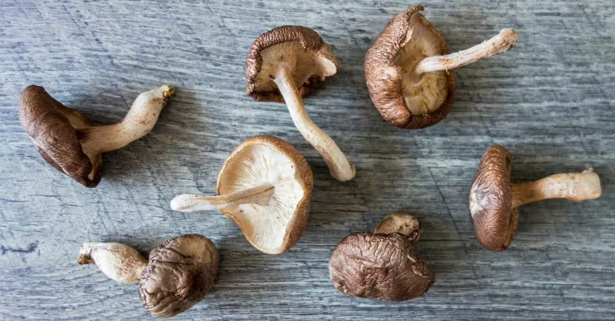 Several fresh shiitake mushrooms spread out on a gray wooden surface.