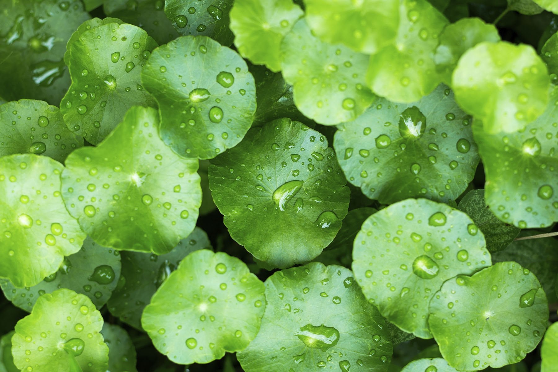 Close-up of fresh gotu kola leaves with water droplets.