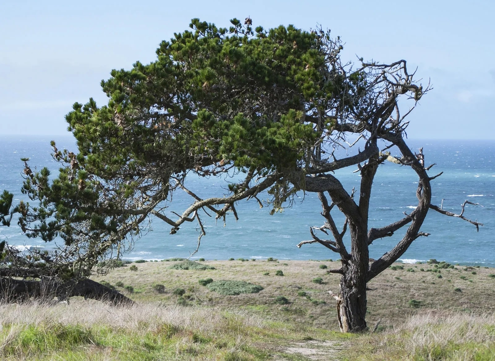 Monterey pine tree with twisted branches standing on a grassy hill overlooking the ocean under a clear blue sky.