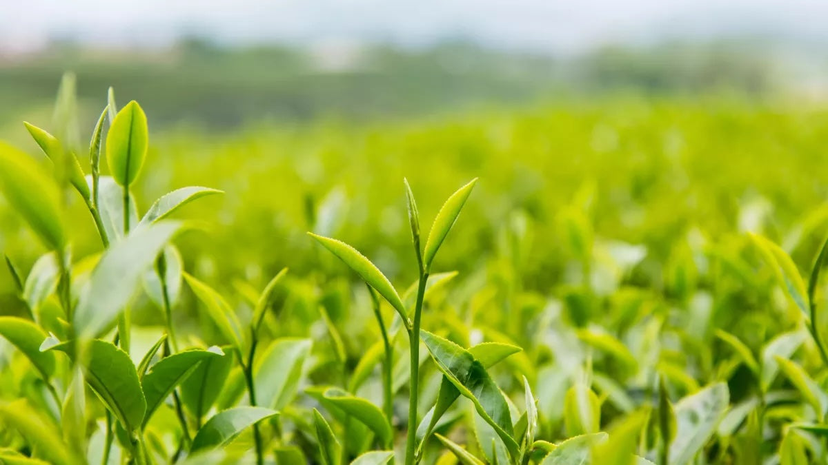 Close-up of vibrant green tea leaves growing in a field.