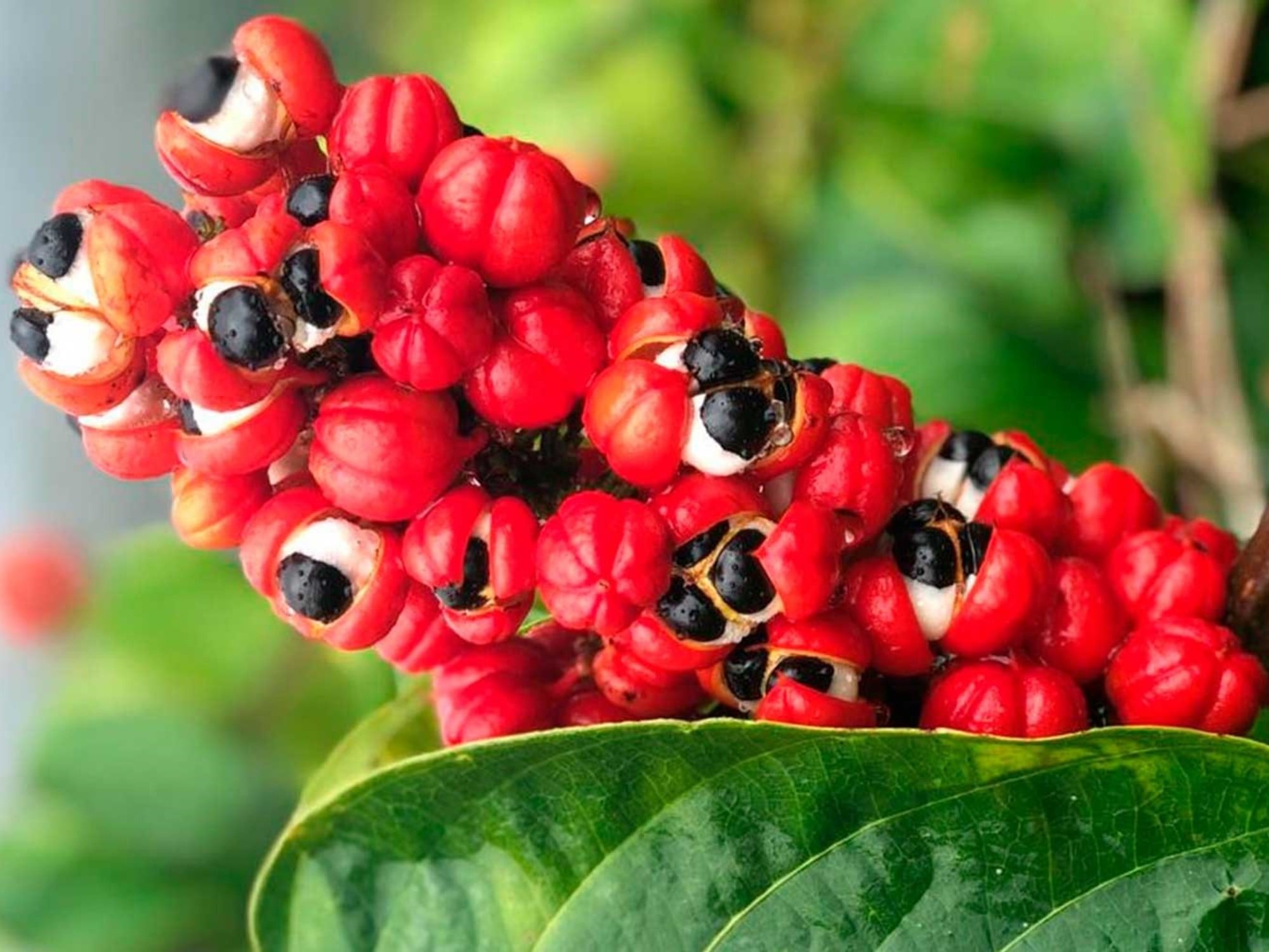 Close-up of vibrant red guarana fruits with black seeds growing on a plant with green leaves.