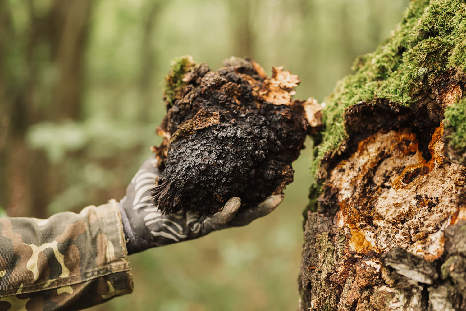Person in camouflage clothing and gloves harvesting a chaga mushroom from a moss-covered tree in a forest.