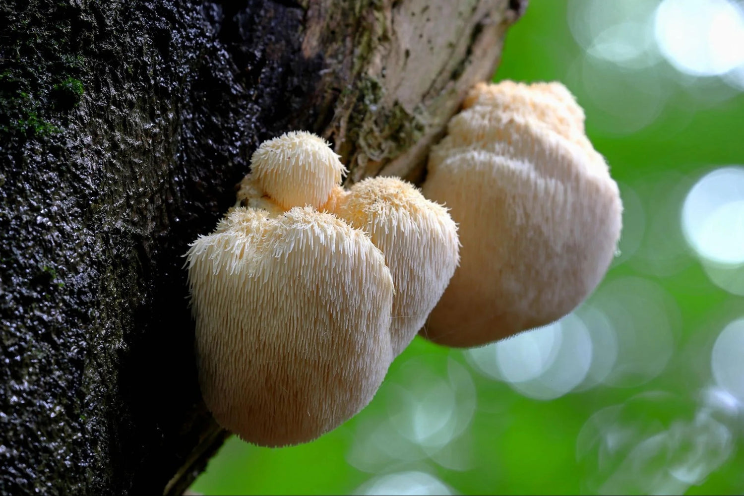 Close-up of lion's mane mushrooms growing on a tree in a forest.