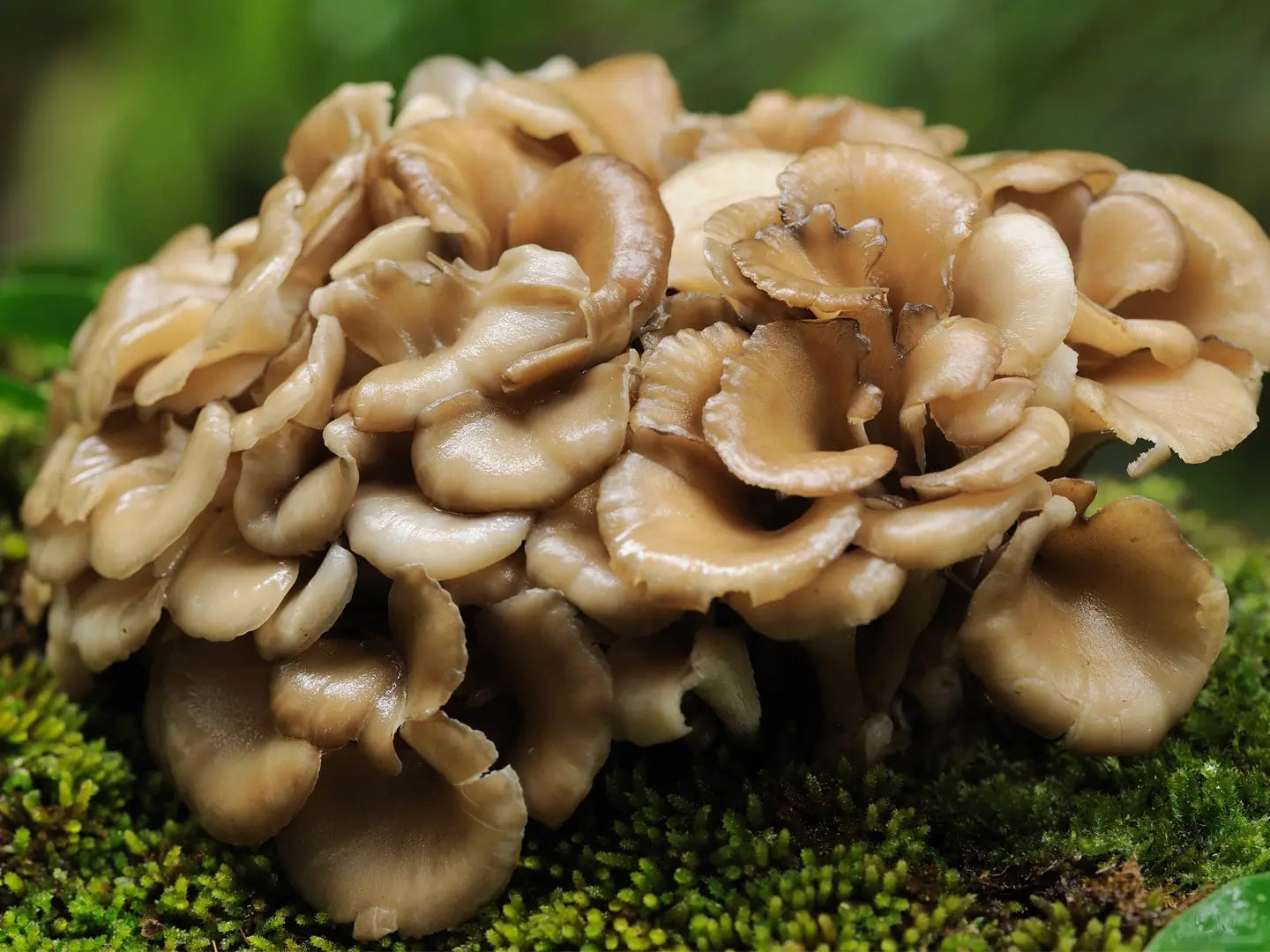 Close-up of maitake mushrooms growing on a mossy surface in a forest.