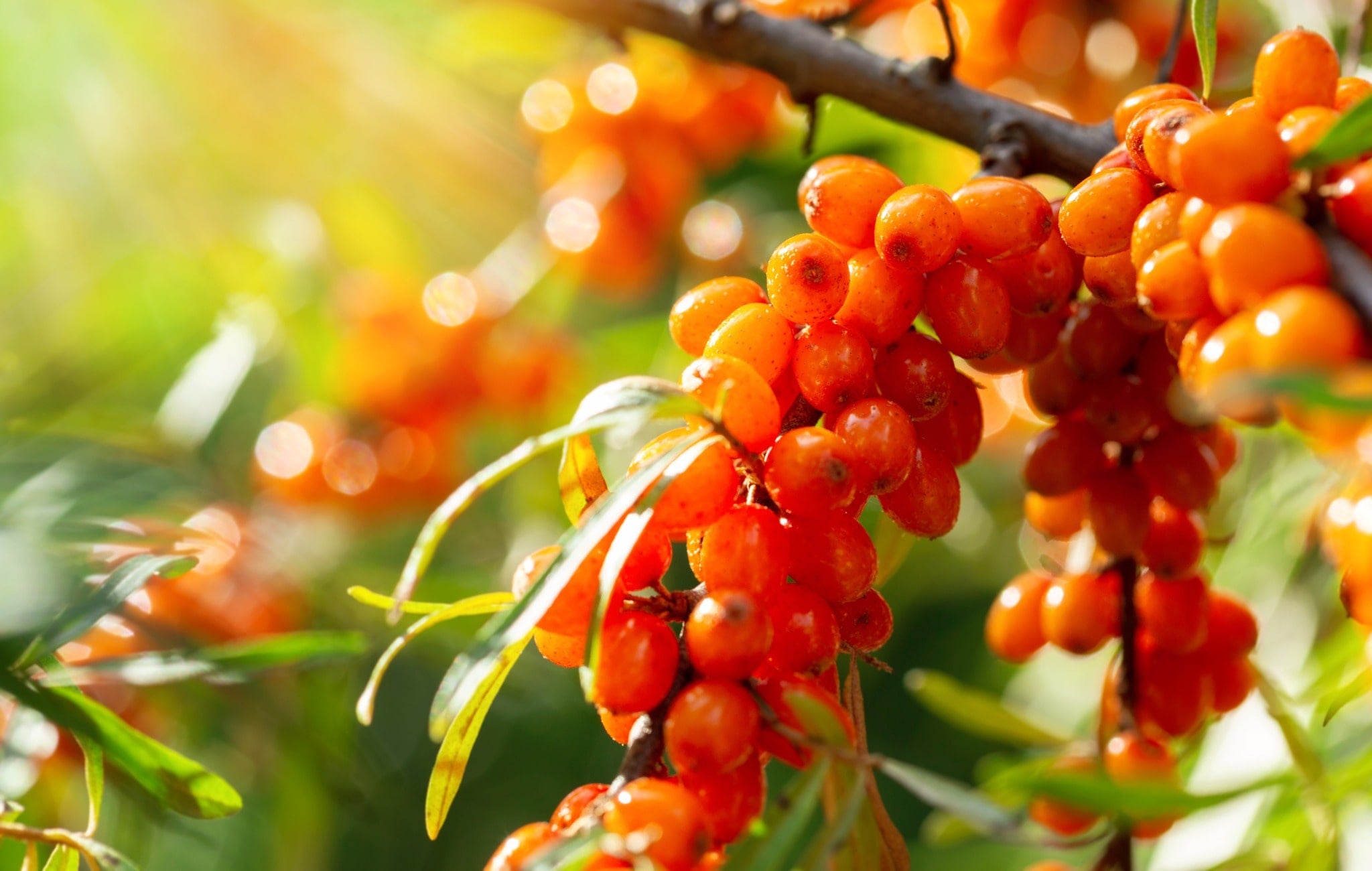 Close-up of vibrant orange sea buckthorn berries on a branch with green leaves in the background.