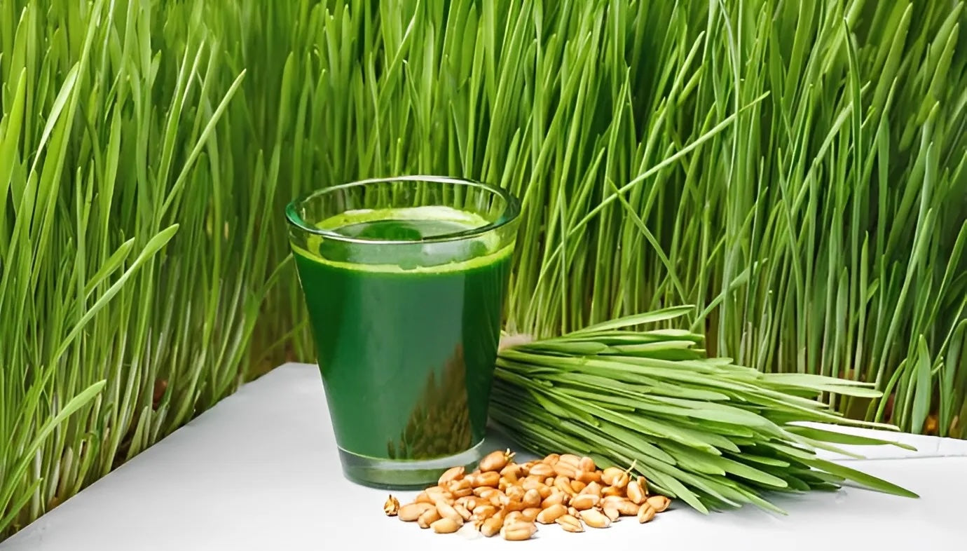 Glass of fresh green wheatgrass juice with wheatgrass stalks and wheat kernels on a white surface.